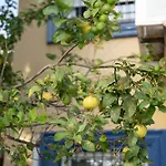 New Renovated Mija House - Puerto Banus Quiet And Oasis Marbella