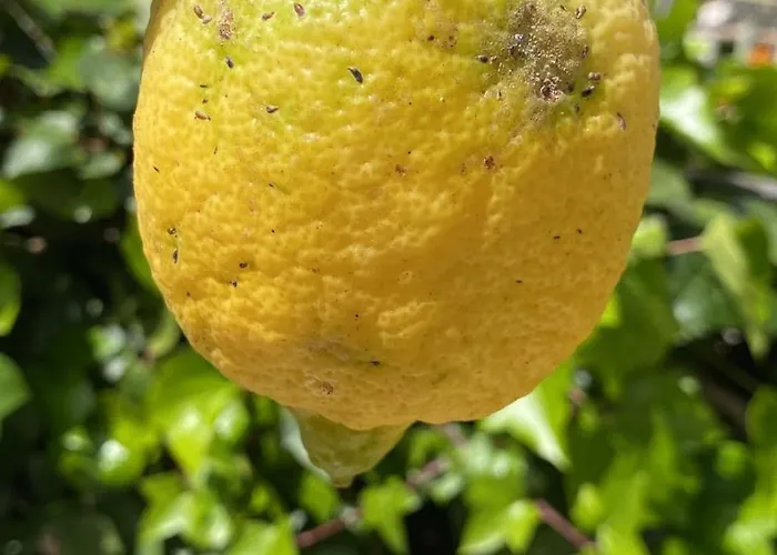 New Renovated Mija House - Puerto Banus Quiet And Oasis