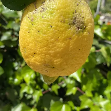 New Renovated Mija House - Puerto Banus Quiet And Oasis